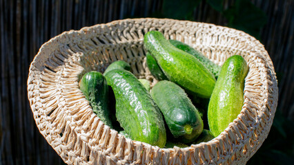 Lustrous cucumbers nestled in a woven basket, evoking Midsummer harvest rituals and Pickle Festival celebrations