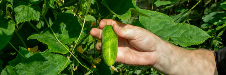 Hand clutching tiny pickle, midsummer garden magic, Slavic festival of Kupala Night, harvest...