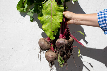 Rustic beetroots freshly plucked by Caucasian hand, embodying earthy harvest rituals and celebrating the vibrant, verdant spirit of Beltane