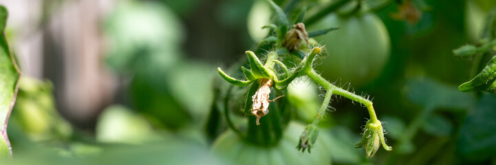 Sunlit tendrils cradle nascent tomatoes, whispering tales of future harvest during Lammas, invoking...