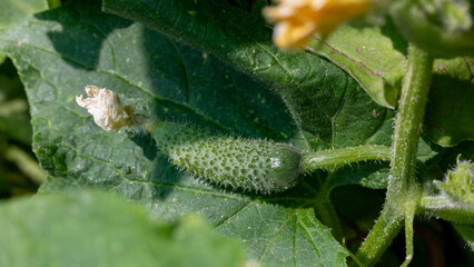 A quaint baby cucumber nestles amidst verdant leaves, embodying Green Thumb Day's tender embrace and quirky garden whimsy