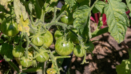 Verdant garden whispers with sunlit green tomatoes, vibrant promise of La Tomatina, echoing permaculture dreams and eco-friendliness