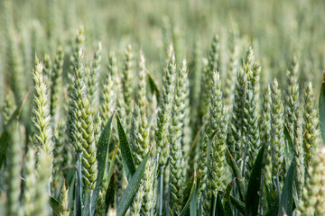 Verdant wheat stalks dance under the whispers of the Zephyr, symbolizing Lammas harvest and Celtic fertility rites
