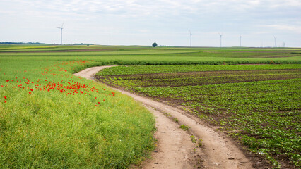Rural meandering path through verdant fields, whispering secrets of Imbolc's renewal and Dutch tulip fields' vibrant tapestry