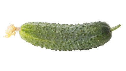 A cucumber is shown with a stem on it