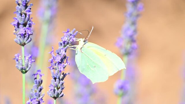 Cleopatra butterfly (Gonepteryx cleopatra) sitting on blossoming lavender in the Provence in France during a sunny summer day. Slow motion clip.