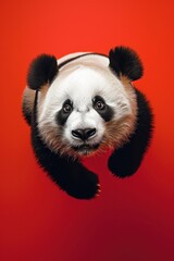 Naklejka premium Photo of panda wildlife animal mammal.