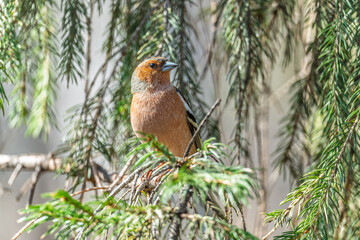 Common chaffinch, Fringilla coelebs, sits on a tree. Common chaffinch in wildlife.