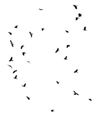Group of flying birds isolated on white background.