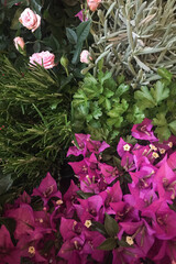 Pink roses and vibrant bougainvillea flowers with green foliage growing together in a colorful Mediterranean garden scene in Lombardy Italy