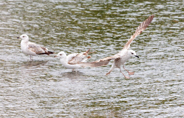 A seagull bird in flight over water