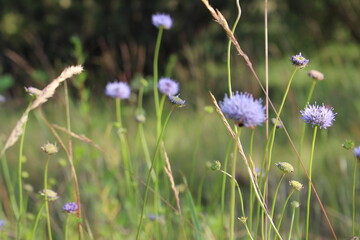 purple flowers in the field
