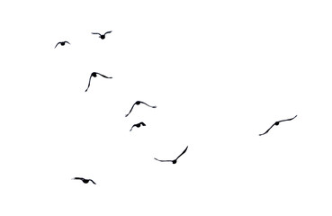 Flock of birds in flight isolated on white background