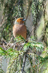 Common chaffinch, Fringilla coelebs, sits on a tree. Common chaffinch in wildlife.