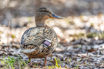 A duck female stands on its paws on the green shore of a pond.