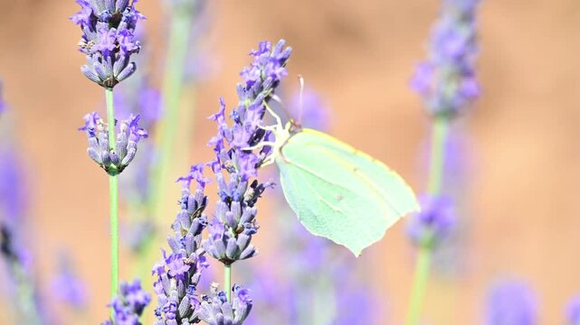 Cleopatra butterfly (Gonepteryx cleopatra) sitting on blossoming lavender in the Provence in France during a sunny summer day. Slow motion clip.