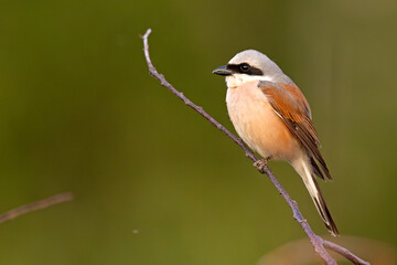 Gąsiorek (Lanius collurio) © Grzegorz
