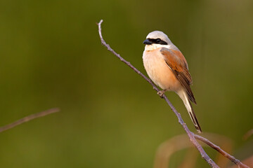 Gąsiorek (Lanius collurio) © Grzegorz