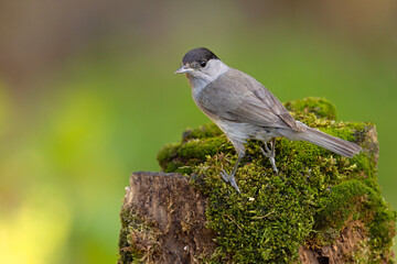Kapturka (Sylvia atricapilla)  © Grzegorz