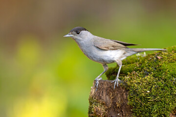 Kapturka (Sylvia atricapilla)  © Grzegorz