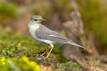 Piecuszek (Phylloscopus trochilus) © Grzegorz