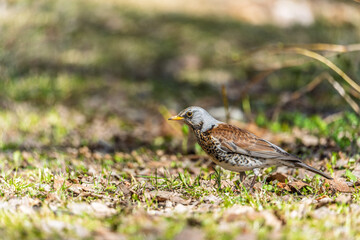 Wood bird Fieldfare, Turdus pilaris, on a sprng lawn.