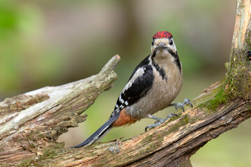 Dzięcioł duży (Dendrocopos major) © Grzegorz