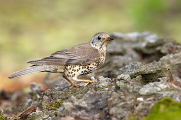 paszkot (Turdus viscivorus) © Grzegorz