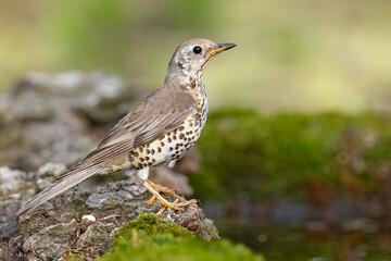 paszkot (Turdus viscivorus) © Grzegorz