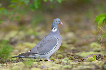 Grzywacz (Columba palumbus) © Grzegorz