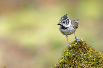 Czubatka (Lophophanes cristatus)
