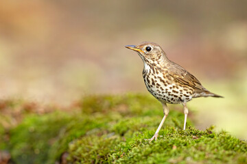 śpiewak (Turdus philomelos) © Grzegorz