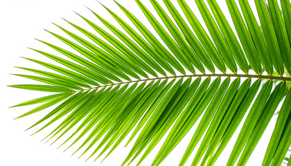 Obraz premium Tropical Palm Leaf on White Background