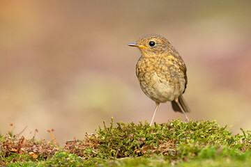 Rudzik (Erithacus rubecula)  © Grzegorz