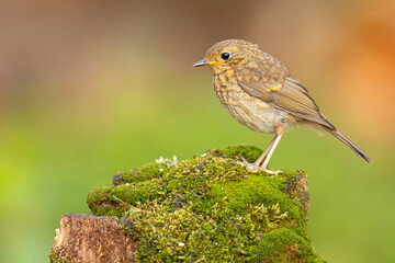 Rudzik (Erithacus rubecula)  © Grzegorz