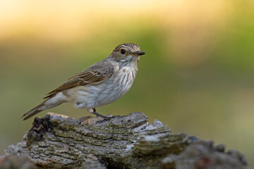 Muchołówka szara (Muscicapa striata) © Grzegorz