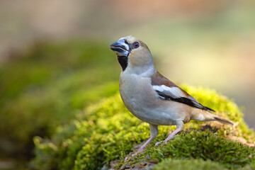 Grubodziób (Coccothraustes coccothraustes) © Grzegorz