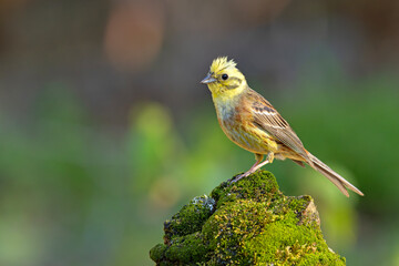 Trznadel (Emberiza citrinella) © Grzegorz