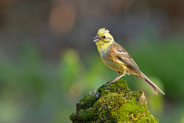 Trznadel (Emberiza citrinella)