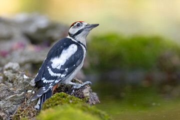 Dzięcioł duży (Dendrocopos major) © Grzegorz
