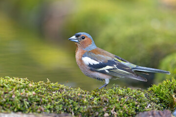 Zięba (Fringilla coelebs) © Grzegorz