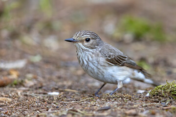 Muchołówka szara (Muscicapa striata) © Grzegorz