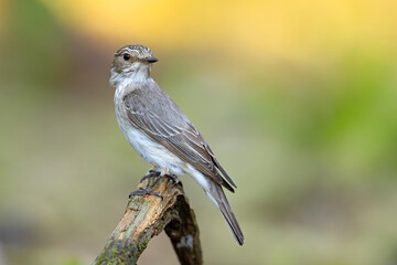 Muchołówka szara (Muscicapa striata) © Grzegorz