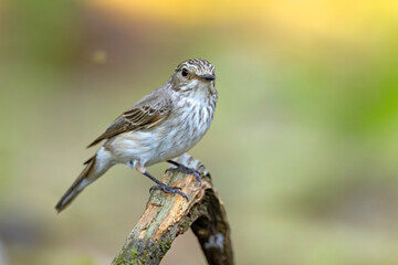 Muchołówka szara (Muscicapa striata) © Grzegorz