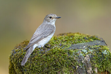 Muchołówka szara (Muscicapa striata) © Grzegorz