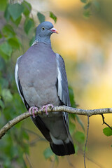 Grzywacz (Columba palumbus)