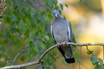 Grzywacz (Columba palumbus) © Grzegorz