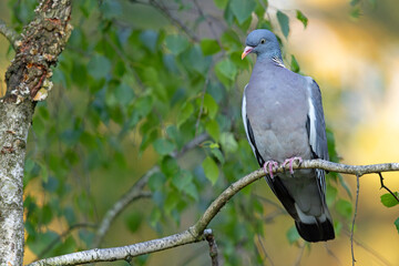 Grzywacz (Columba palumbus) © Grzegorz