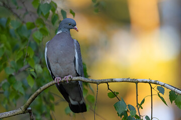 Grzywacz (Columba palumbus) © Grzegorz