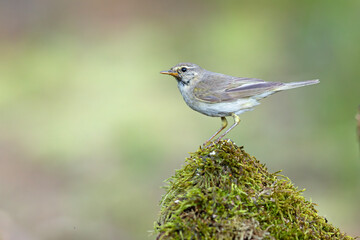 Piecuszek (Phylloscopus trochilus) © Grzegorz